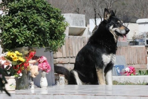 Capitan, a hűséges kutya gazdája sírjánál