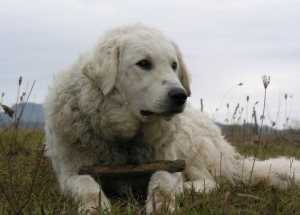 kuvasz fekszik