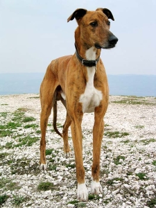 agár áll a réten