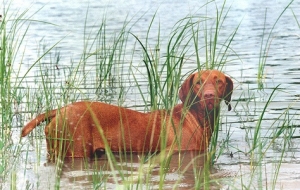 magyar vizsla a vízben áll a nádasban