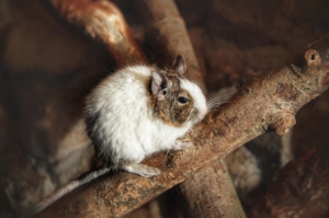degu ül a faágon