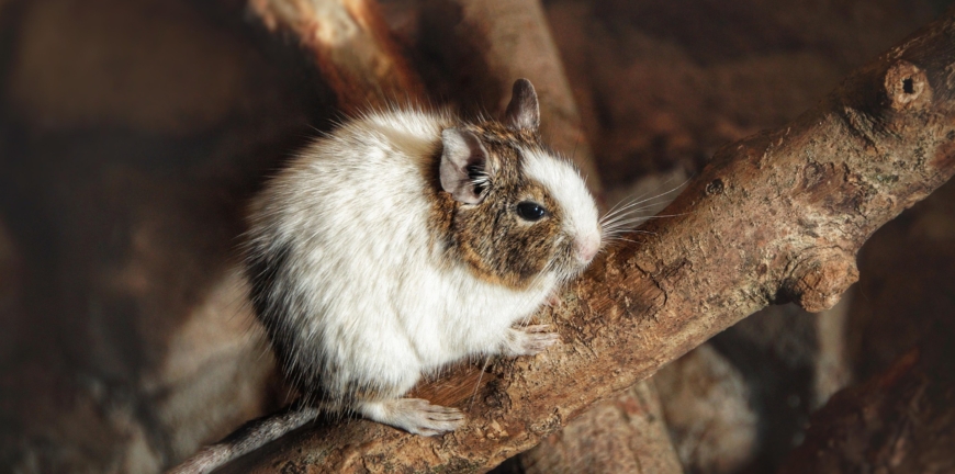 degu ül a faágon