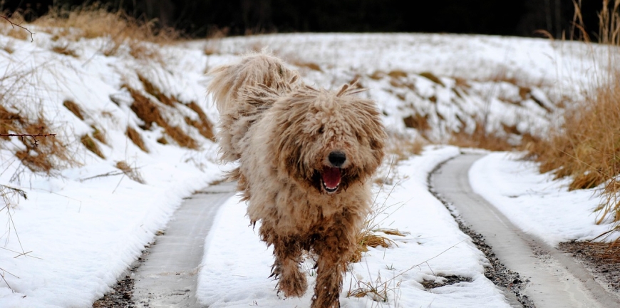 komondor fut a havas úton