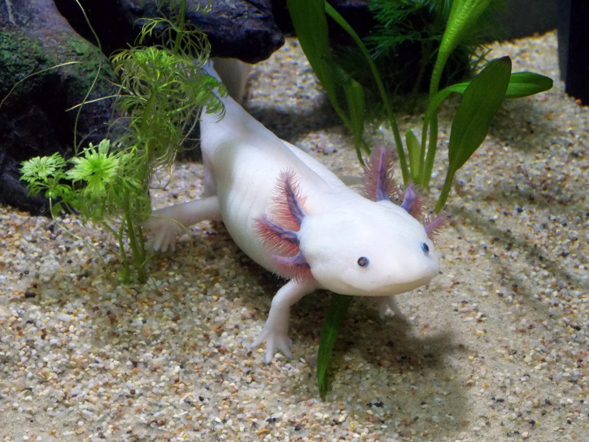 axolotl egy akváriumban