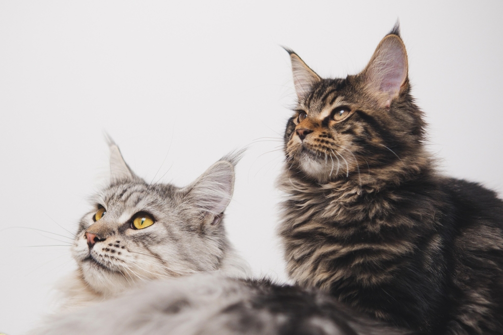 kettő maine coon macska néz 