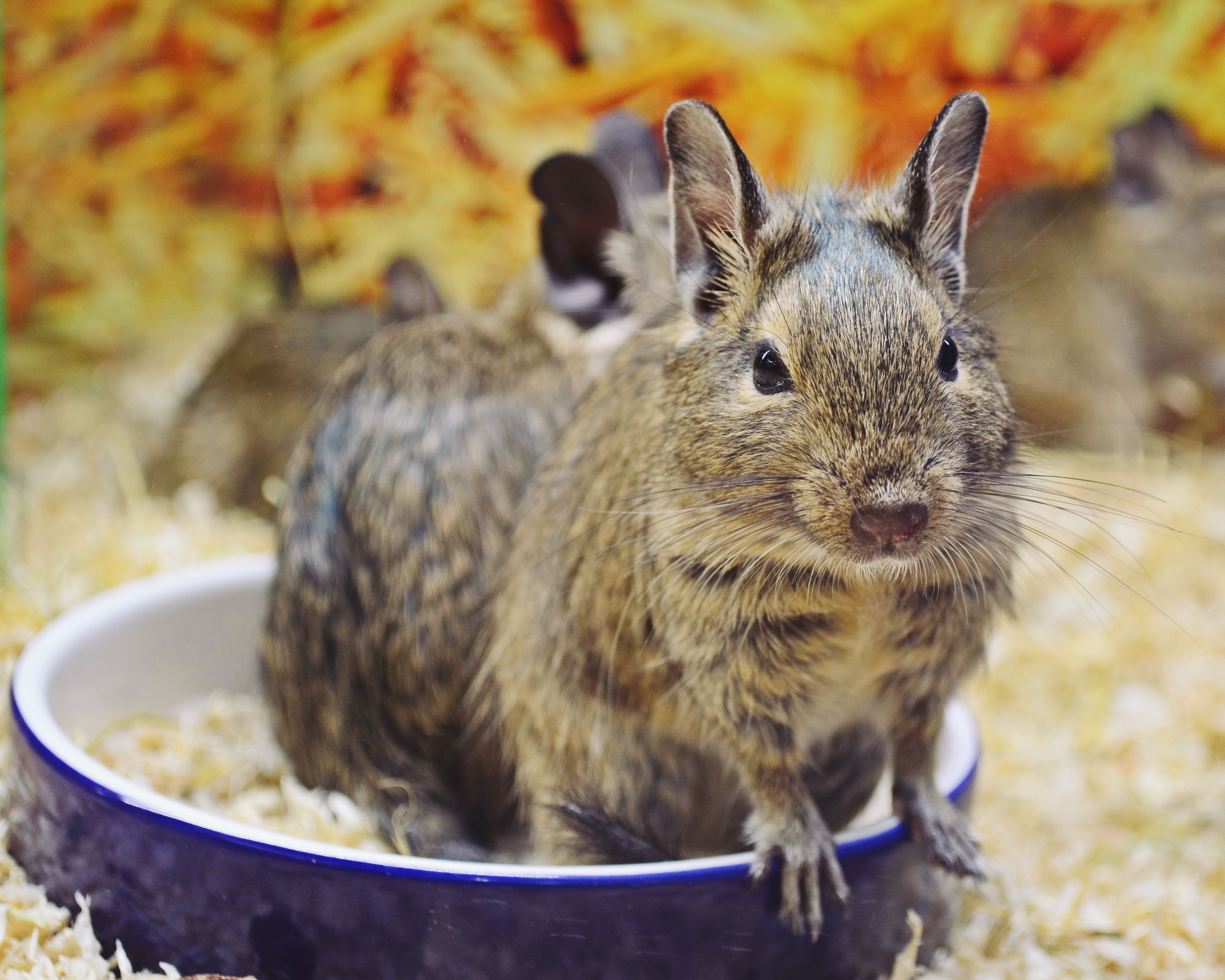 degu ül az etetőtálban