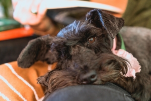 törpe schnauzer a kanapén kényelmesen elfekszik