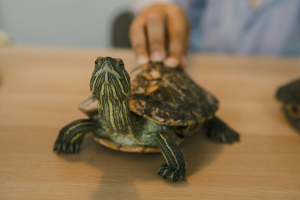 teknős páncéljának ellenőrzése