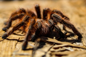 tarantula mászik a fán