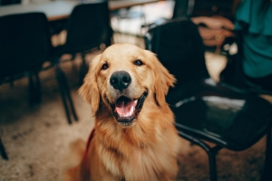 vidám labrador a lakásban