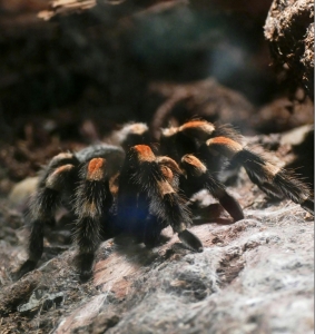 tarantula terráriumban hálójában