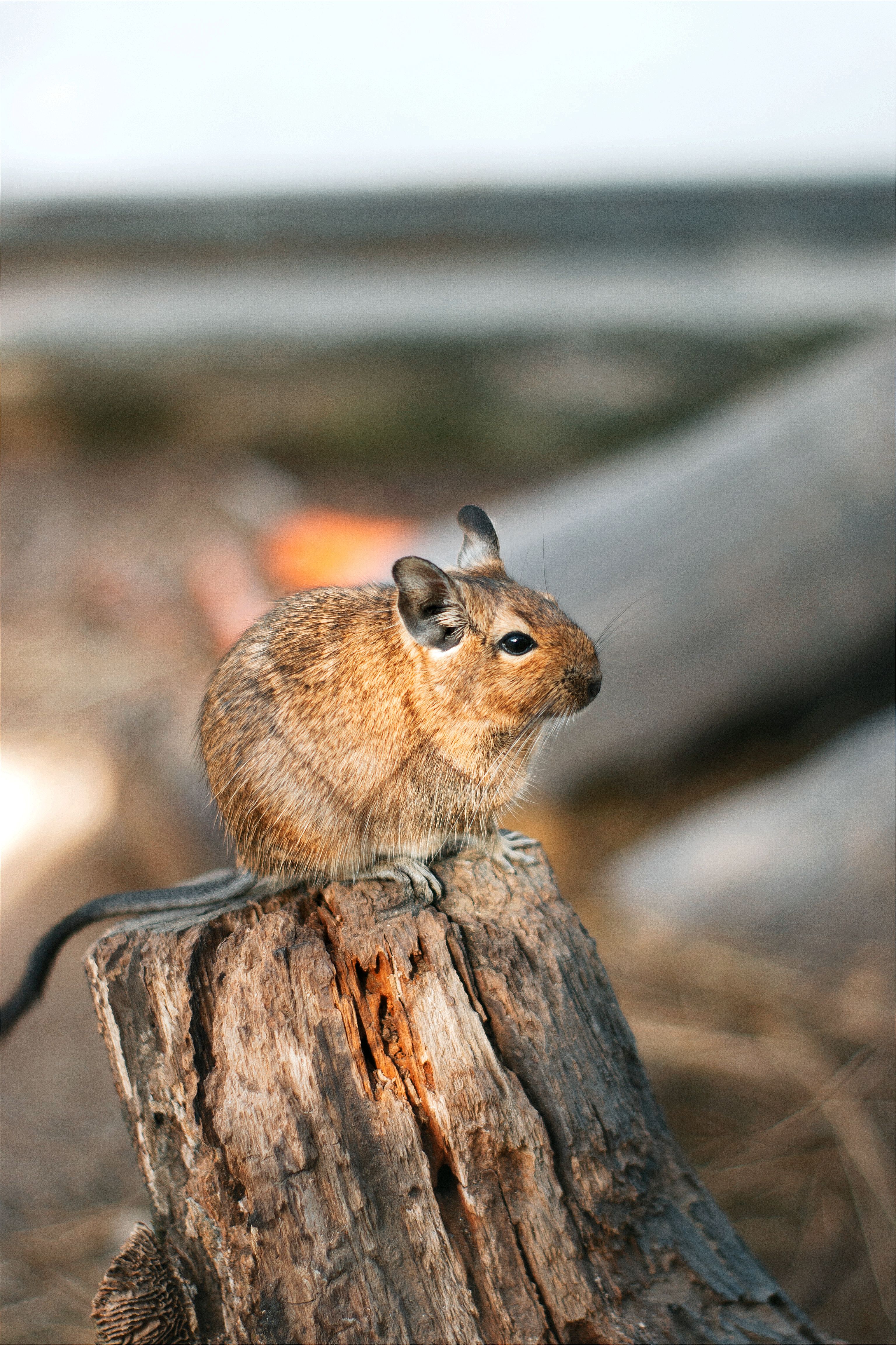 degu ül