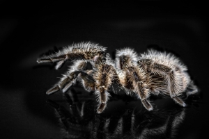 tarantula mászik az üveglapon