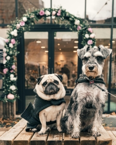 egy mopsz és egy schnauzer áll egy ház előtt