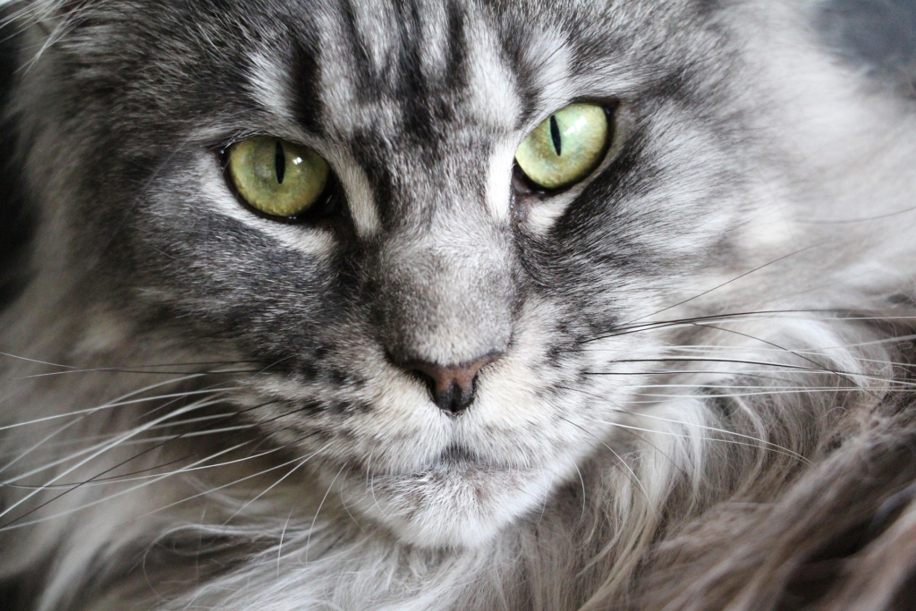 maine coon macska figyel