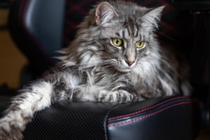 maine-coon macska figyel
