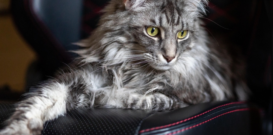 maine-coon macska figyel