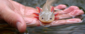 axolotl emberi kézben a víz felszínén