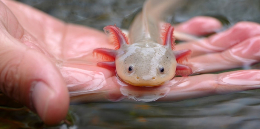 axolotl emberi kézben a víz felszínén