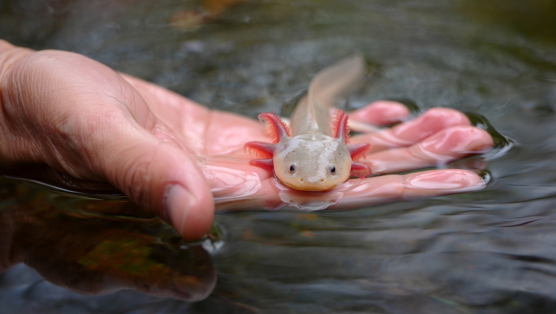 axolotl kézben a íz felszínén